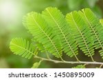closeup nature view of green... | Shutterstock . vector #1450895009