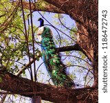 Small photo of This is a Pied Peacock as seen thru the roof of a metal Gazebo as he sits on a branch of a large Oak Tree.