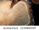 Cut trees of construction wood after deforestation stacked as woodpile show annual rings and the age of trees for lumber and timber industry as sustainable resources on wood log and tree carcass