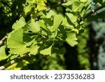 Small photo of Ginkgo tree (Ginkgo biloba) or ginkgo tree in summer landscaped garden. Branch with bright green new leaves against background of blurry foliage. Selective close-up. Fresh wallpaper nature concept.