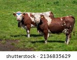 Small photo of "Piedmont" race is a bovine perfect both for milk and meat production. To assure the best life and quality, every june the cows are brought to graze high on the Mountains with their tipical bells