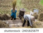 Small photo of Balinese peasant women thrash rice in a rice field. Bali, Indonesia.