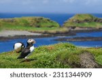 Atlantic puffin on the isle of Lunga in Scotland. The puffins breed on Lunga, a small island of the coast of Mull.