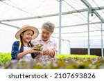 Small photo of Asian senior woman farmer teach grandchild girl growing organic lettuce in greenhouse garden. Little girl helping grandmother working in hydroponics vegetable farm. Education and healthy food concept