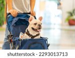 Asian man push his french bulldog in pet stroller walking in pets friendly shopping mall. Domestic dog and owner enjoy urban outdoor lifestyle travel city on summer vacation. Pet Humanization concept.