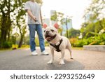 French bulldog breed walking at pets friendly dog park with his father. Domestic dog with owner enjoy urban outdoor lifestyle in the city on summer vacation. Pet Humanization and pet parents concept.