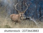 Small photo of Wild Red deer stag approaching, walking in tall grass showing a perfectly symmetrical antler and austere expression against forest background - twilight, Italian Alps.