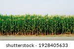 Green Planting Field Of Corn...