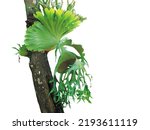 Large shield like frond fern or Elkhorn Fern, Staghorn Fern on big tree stem, that is rain forest parasite plant and feverite to decolate in several garden