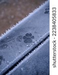 Small photo of Single pawprint of a dog in the ice on a frost covered piece of wood outdoors - a bench or seat, wiht a perfect print from the foot of a pet, fringed with white icicles from a hoar frost or light snow