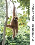 Small photo of white-handed gibbon, ape in endangered ( south asia )- anthropoid