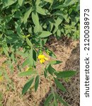 Small photo of The pigeon pea or Cajanus cajan is a perennial legume from the family Fabaceae. Also known as toor, tuar, arhar.