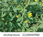 Small photo of The pigeon pea or Cajanus cajan is a perennial legume from the family Fabaceae. Also known as toor, tuar, arhar.