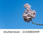 Small photo of Purple flowers of Paulownia tomentosa tree against blue sky. Blurred background. Selective focus. Empress or princess, or foxglove tree bells flowers. Close-up. Park "Krasnodar" or "Galitsky Park".