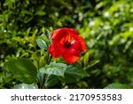 Bright large red flower of...