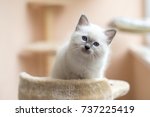 Kitten Cat Breed Sacred Burma...