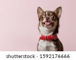 Cute brown mexican chihuahua dog with tongue out isolated on pink background. Dog looking to camera. Red collar. Copy Space