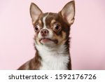 Surprised brown mexican chihuahua dog on pink background. Dog looks left. Copy Space
