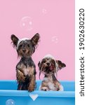 Small photo of Two funny Yorkshire Terriers having bath with foam on head among pink background. Pet Grooming concept. Copy space