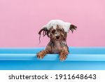 Small photo of Cute Yorkshire Terrier having bath with foam on head. Smiling dog after bath showing tongue. Pet Grooming concept. Copy space