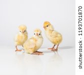 3 Yellow Baby Chicks On A White ...