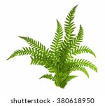 Green Leaves Of Fern Isolated...