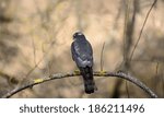 Small photo of Falco columbarius.Pigeon hawk