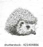 Hedgehog  Wild Animals. See...