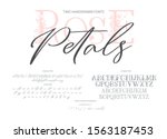 hand drawn calligraphic vector... | Shutterstock .eps vector #1563187453