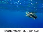 Small photo of Hawksbill turtles, Eretmochelys imbricate, mating in the ocean