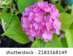 Small photo of Pink Hydrangea macrophylla, commonly referred to as bigleaf hydrangea, is one of the most popular landscape shrubs owing to its large mophead flowers.