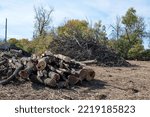 Cut Tree Trunks with Brush Pile in Background