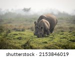 A one horned rhino grazing in...