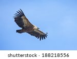Griffon Vulture  Gyps Fulvus .