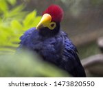 Small photo of Ross's Turaco, Musophaga rossae, a beautiful bird with a distinct red crest