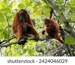 Female sumatran orangutan ...