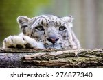 Portrait Of A Snow Leopard ...