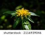 Small photo of Medicinal plant Golden root, Rhodiola rosea. Crassulaceae family. Rhodiola rosea in the form of tea is used to relieve fatigue, overwork, to increase performance and stamina.