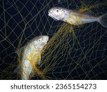 Small photo of Entangled goat fishes in a trammel net.