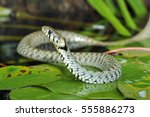 Grass Snake  Natrix Natrix  On...