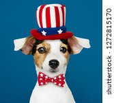 Small photo of Cute Jack Russell Terrier in Uncle Sam hat and bow tie