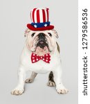 Small photo of Cute white English Bulldog puppy in Uncle Sam hat and bow tie