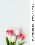 Pink Tulips On Blank White...