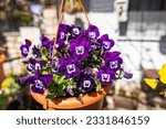 Small photo of Decorative flower pots with spring flowers viola cornuta in vibrant violet. purple yellow pansies in flower pots hanging in a garden