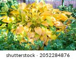 Hosta Plant Turning Yellow In...