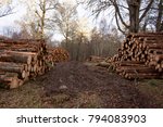 Large Stacks Of Trees Cut Into...