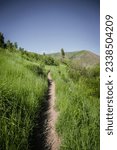 Small photo of Mountain bike trail across Rolling green meadows and pine trees in Greenhorn trail system in Ketchum Idaho in summer