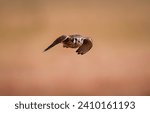 Small photo of American kestrel on a speedy swoop