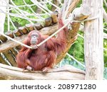 Small photo of orangoutang sitting on a tree trunk