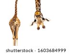 Giraffe With Long Head Look...